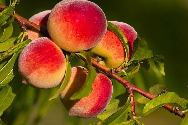 Cinq pêches mûrissent sur une branche