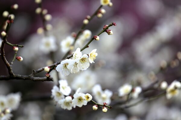 Fruit tree blooming in spring