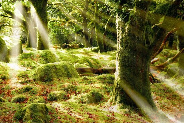 Bosque verde en musgo y rayos de luz entre troncos de árboles