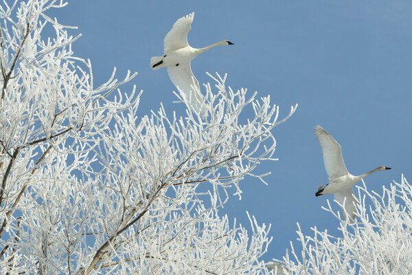 Flying white swans against the background of rain-covered tree branches