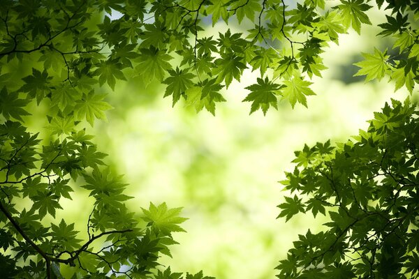 Juicy green leaves in a quiet forest