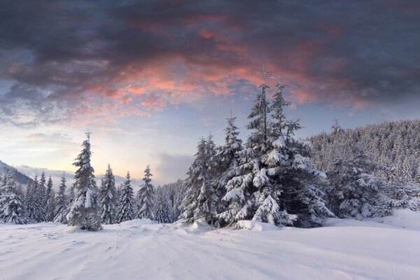 Amanecer en el bosque cubierto de nieve de invierno