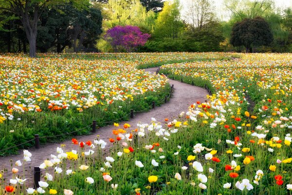 Radura di fiori. Estate e Parco