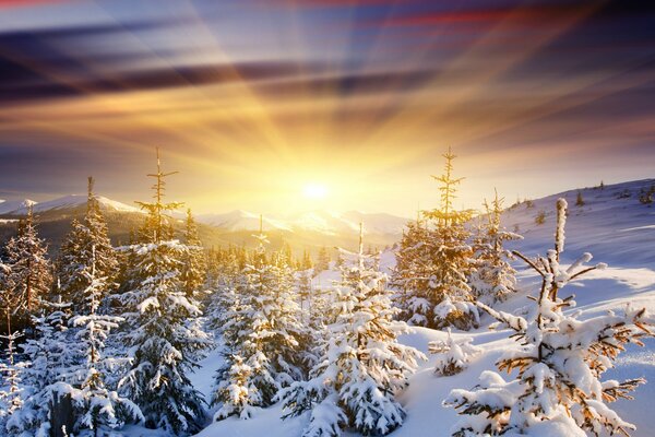 Aube au milieu de la montagne et de la forêt