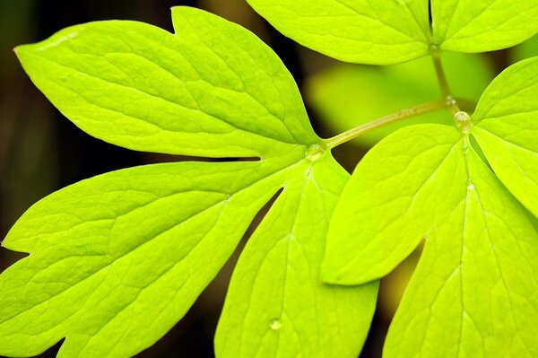 Water drops on leaves in macro photography