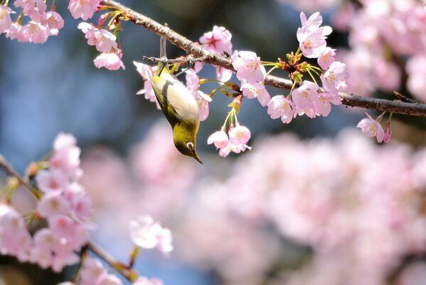 It s time for the spring flowering of trees