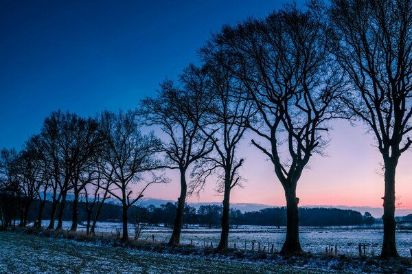 Beau bosquet avec vue sur le coucher du soleil