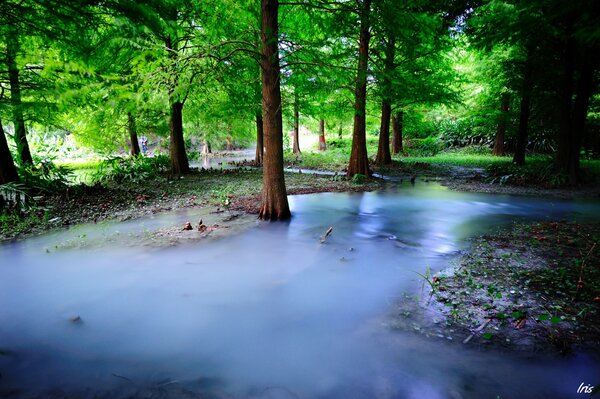 Trees in the forest, stream, fog