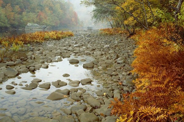 Río de montaña seco en el bosque