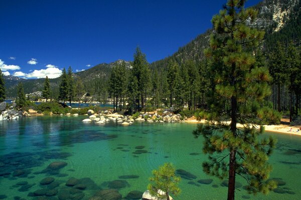 The forest by the lake. Blue sky