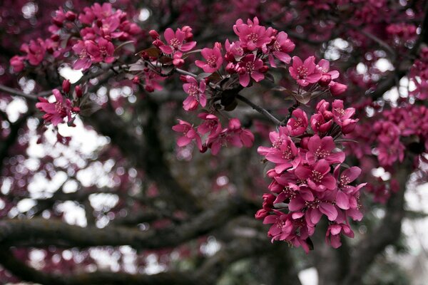 Tree branches with pink flowers