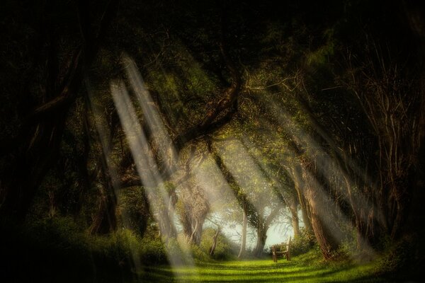 Raggi dorati del sole, attraverso gli alberi illuminano la foresta