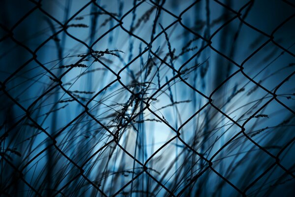 Night photo of grass through the grate