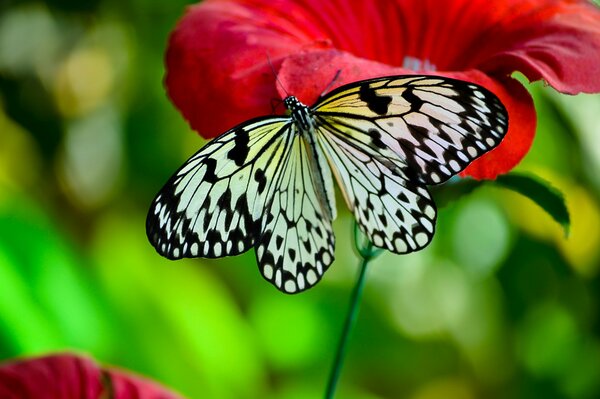 A butterfly sits on a poppy