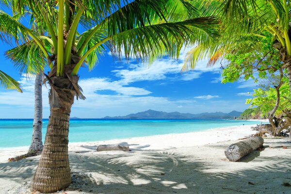 Palm tree on the sandy seashore