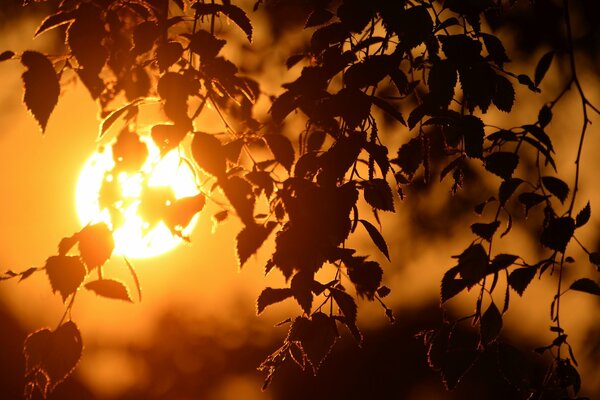 Leaves of trees in the evening sunset