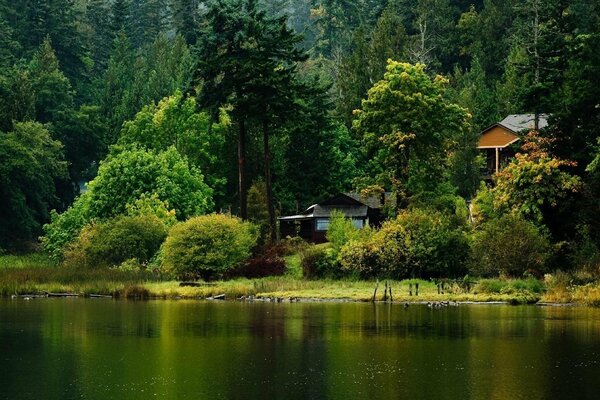 Forest lake and houses among the trees