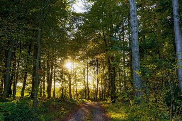 Reise in die Schweiz Straße im Wald