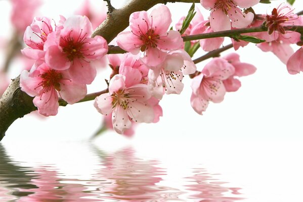 Pink cherry blossoms are reflected in the water