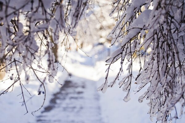 Winter in Kleinigkeiten: schneebedeckte Äste