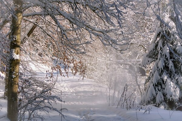 Photo of the winter forest in the morning