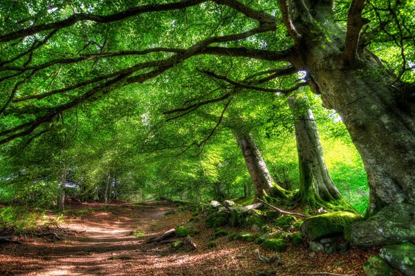 The road goes into the distance, and there are old trees on the side of the road