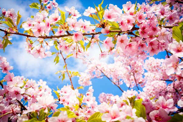 Cherry blossoms in spring on a branch