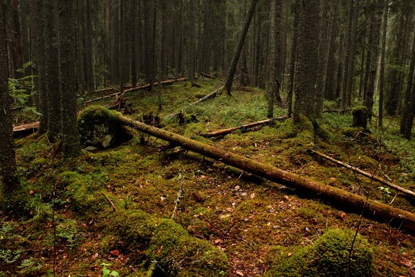 Ein Wald mit gefallenen Wäldern und Moos