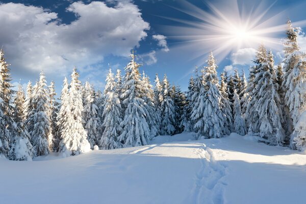 Hiver dans la forêt. Soleil dans les nuages