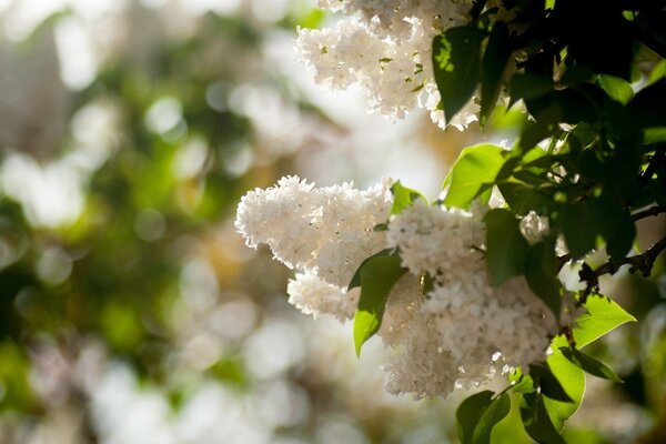 È arrivata la primavera fiorisce lilla