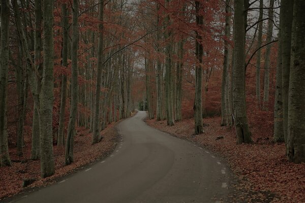 Gloomy autumn forest road in sweden