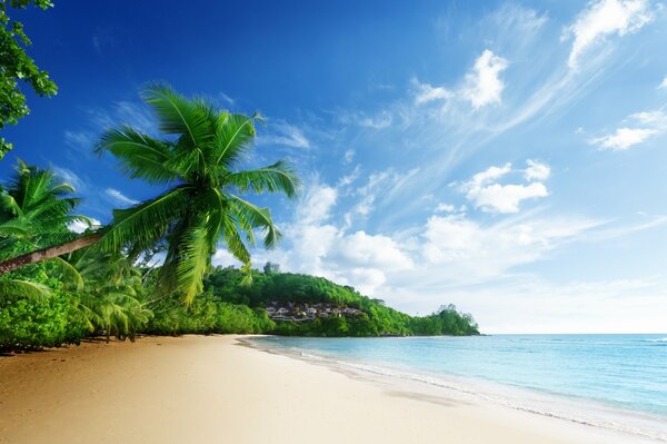 Spiaggia sul mare con palme