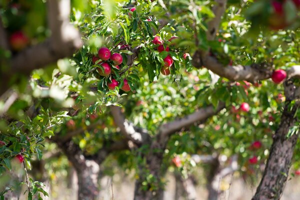 Árbol de manzana. Manzanas rojas en las ramas