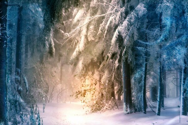 There is a blue fog in the snow-covered forest