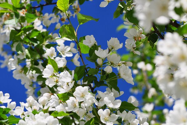 Jasmine bush against the sky