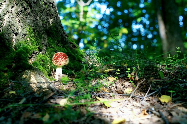 Amanita en el bosque y los árboles