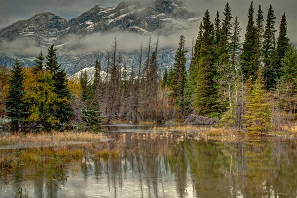 Forêt sur fond de montagnes. Réflexion dans l eau