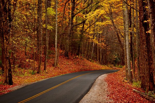 Árboles en otoño cerca de la carretera