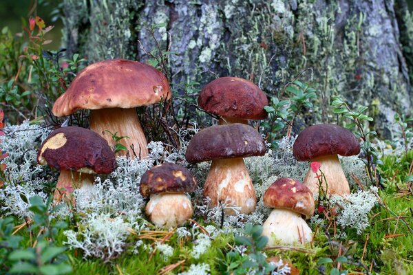 Eine Familie von Steinpilzen, die unter flauschigem Moos wachsen