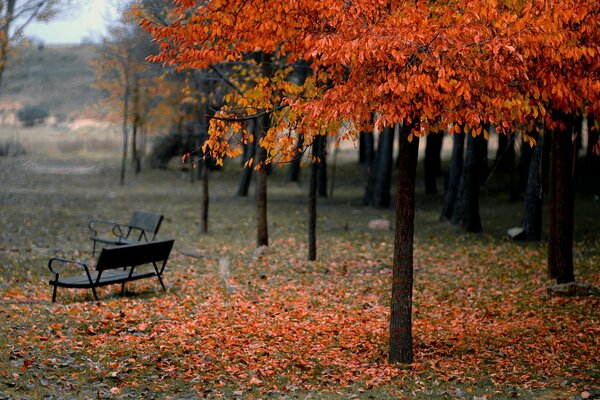 Journée nuageuse dans le parc d automne