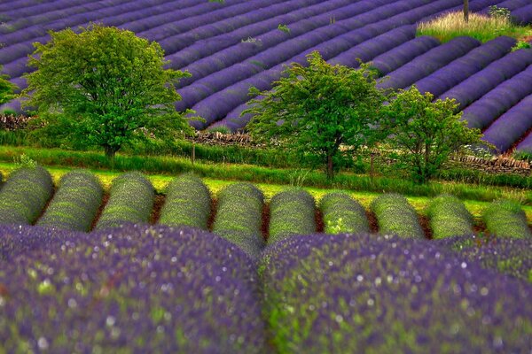 Infiniti campi fioriti di lavanda