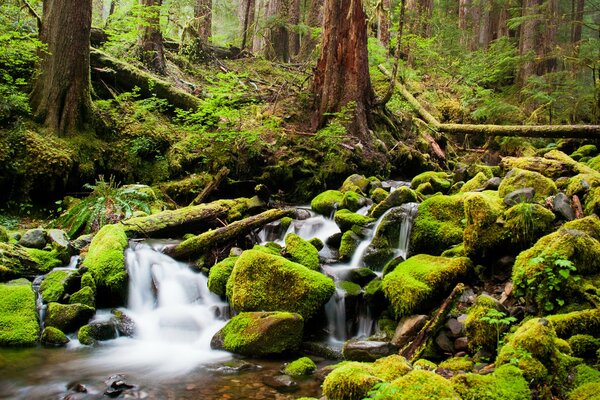 A stream flows in the forest around green trees