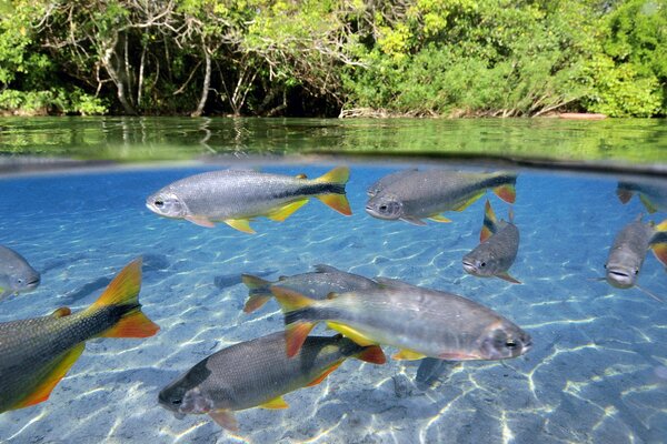 Peces tropicales en aguas claras