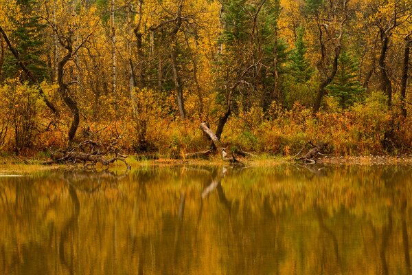 Nature automnale. Lac et forêt