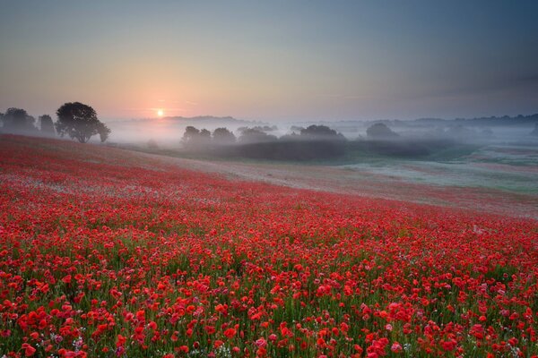 Campo di papaveri rossi su uno sfondo di nebbia