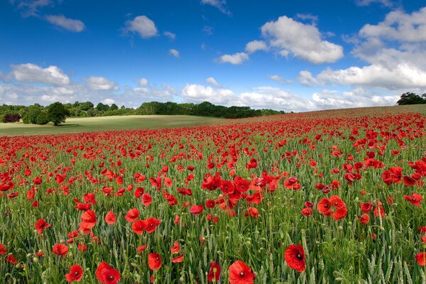 Paysage avec champ de coquelicots et nuages