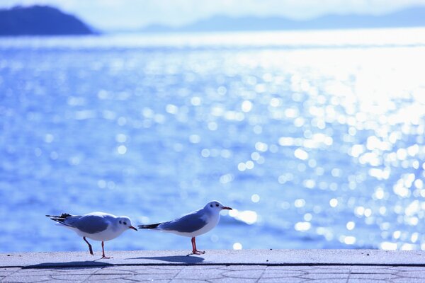 Par temps chaud, les mouettes sont allées à la mer la lumière du soleil donne des reflets sur l eau