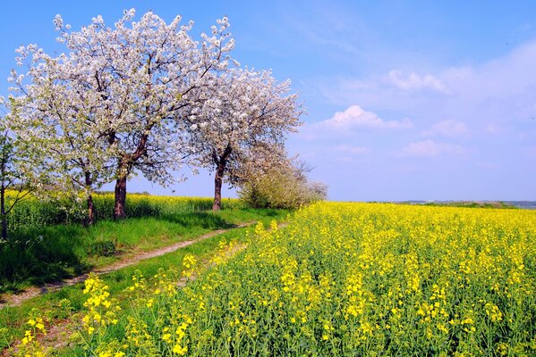 Ein grenzenloses Feld mit gelben Blüten und blühenden Bäumen