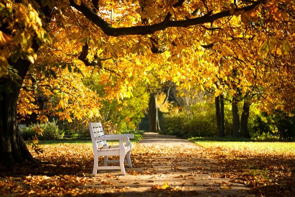 Weiße Bank im Herbstpark