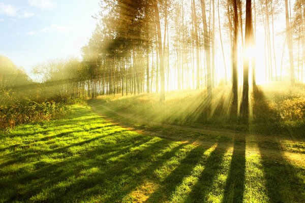 The sun s rays illuminate the green forest